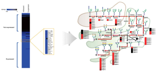 CHO-K1 세포주의 당쇄화 관련 유전자들의 발현 패턴을 보여주는 heatmap과 이를 바탕으로 구축한 CHO-K1 세포주 당쇄화 네트워크