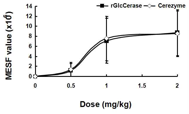 마우스에 주입된 rGlcCerase와 Cerezyme®의 쿠퍼세포에서의 활성 비교