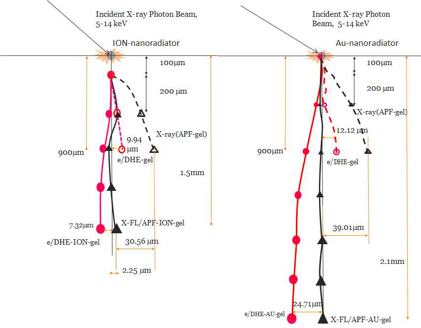 ION나노라디에타와 Au-나노라디에타의 비정 track의 차이