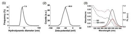 표면 개질된 양자점의 수화 사이즈 (2) 와 제타 포텐셜 그래프 (2). 양자점-CV 복합체 형성 전, 후 흡광 및 형광 그래프 (3)