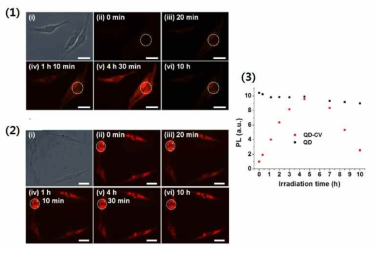 양자점-CV가 내입된 암세포 (1) 와 양자점만 내입된 암세포 (2) 의 형광 현미경 이미지: (i) 배양 2시간 뒤의 위상 대비 이미지. (ii~vi) 배양 후, blue laser를 조사하면서 시간에 따라 관측한 이미지 (기준자: 20 μm). 시간에 따른 형광세기 변화 그래프 (3)