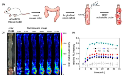 대장암 발현된 쥐 대장 조직의 근적외선 형광 이미지 모식도 (1), 양자점 복합체 1 번 용액을 분사한 대장암 발현된 쥐 대장 조직의 가시광선 이미지와, 분사 후 시간에 따른 양자점 형광 이미지 (2). T1, T2, T3 : 대장암 발현 조직. N : 일반 대장 조직. T1,T2,T3, N 구역의 분사 후 시간에 따른 양자점 형광 세기 변화 그래프 (3)