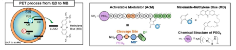 양자점-메틸렌블루의 형광 소광 메커니즘 (1) 및 고안된 메틸렌블루 기반 형광 조절체 (2)