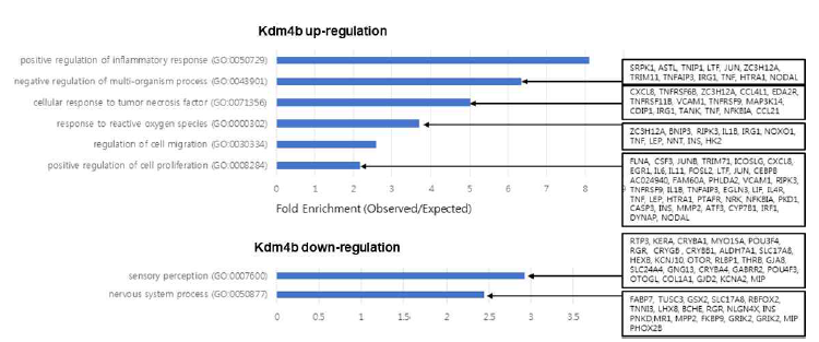 Kdm4B 전사체 분석 결과