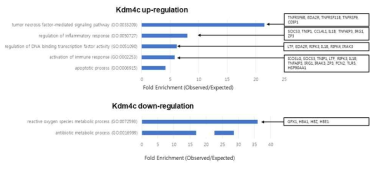 Kdm4c 전사체 분석 결과