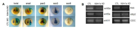 Kdm1a의 발현 저하에 영향받는 유전자 확인