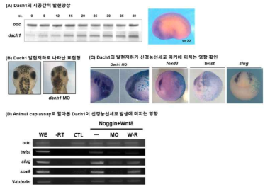 Kdm3a의 타켓 전사인자인 Dach1의 발생학적 기능 규명