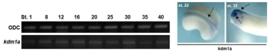 Kdm1a의 시공간적 발현 양상