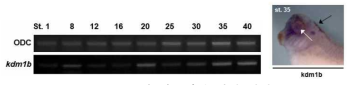 Kdm1b의 시공간적 발현 양상