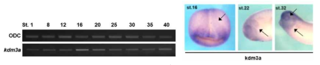 Kdm3a의 시공간적 발현 양상