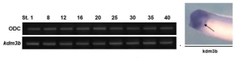 Kdm3b의 시공간적 발현 양상