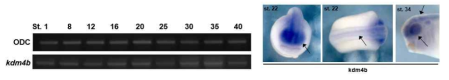 Kdm4B의 시공간적 발현 양상