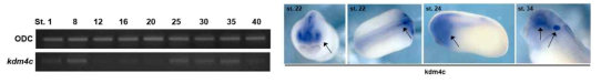 Kdm4C의 시공간적 발현 양상