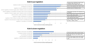 Kdm1a 전사체 분석 결과