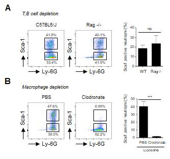 Sca-1+ 호중구 생성에서의 lymphocytes 및 대식구의 기능 조사