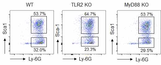 S. aureus 감염에 의한 Sca-1+ 호중구생성의 TLR2-, MyD88-비의존성