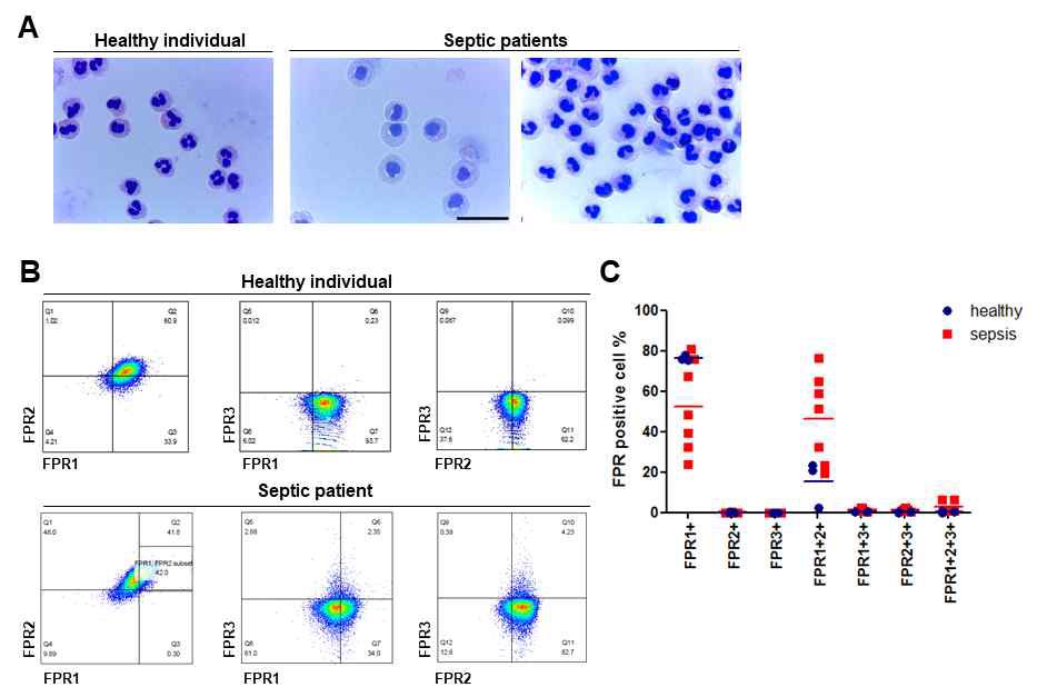 건강한 성인 및 패혈증 환자의 말초혈액 호중구의 FPR1/2/3 발현 양상