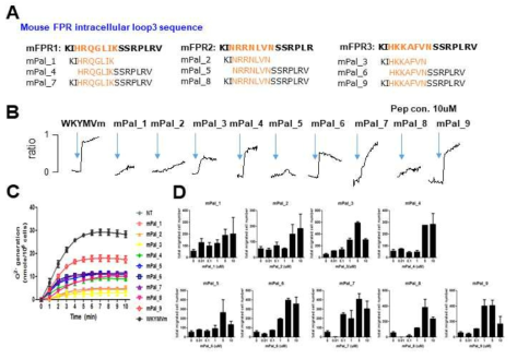 마우스 FPR의 intracellular loop3 서열에 기반한 pepducin 제작 및 활성 검증