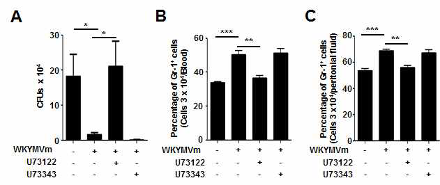 CLP 동물모델에서 WKYMVm과 U73122 주입에 의한 bacteria killing activity와 복막내 호중구 population 비교: 복막내 colony forming unit (A), 호중구 population 측정 (B)