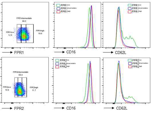 호중구 아형간의 FPR 및 세포 표면항원 발현의 상관성
