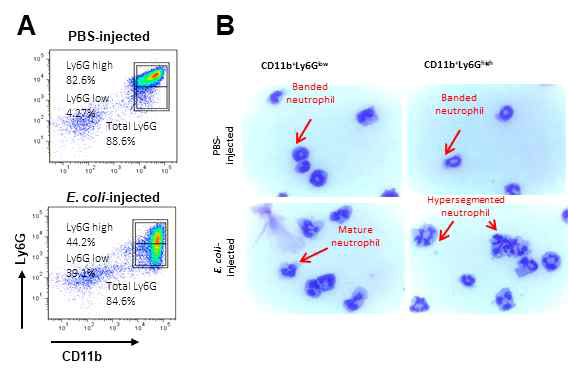 Ly6G 발현에 따른 호중구 이형성
