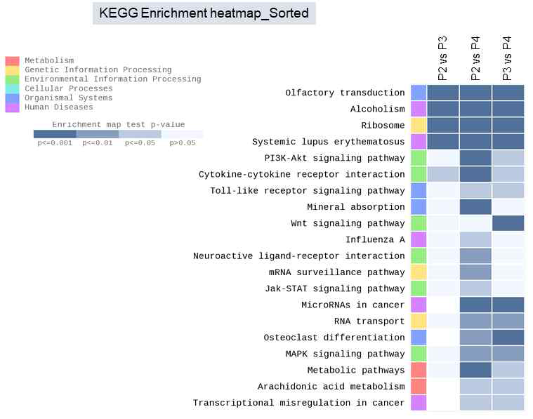 호중구 아형간의 유전자 발현 비교 분석 (KEGG Enrichment heatmap)