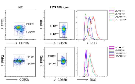 호중구에 발현된 FPR1과 FPR2에 따른 세포 내 ROS 생성능 차이