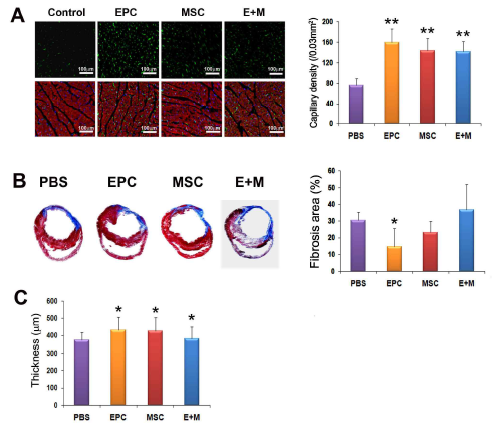 생체내 심장 손상 기능 평가. 모세혈관 생성능력 (A), 심장의 fibrosis 결과 (B), 심장의 두께(C)