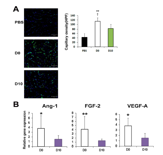 혈관세포로 배양 유도한 지방 유래 중간엽 줄기세포의 생체내 모세혈관 생성 능력 (A) 및 혈관생성 인자 발현 비교 분석 (B)