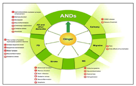 ANDs에 대한 생강 및 함유성분의 신경약리학 효능과 기전