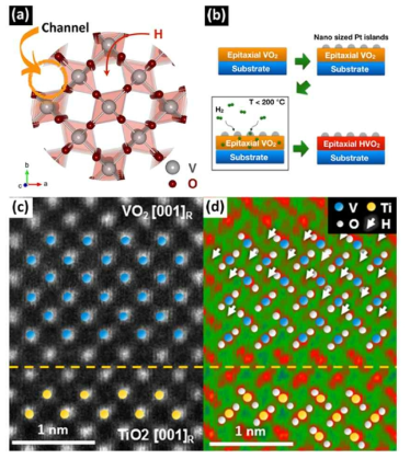 (a) VO2 격자 내의 채널 구조를 보여주는 모식도. (b) 수소 주입을 위한 공정 프로세스. (c), (d) 수소이온이 주입된 후 VO2 원자구조를 HAADF, ABF 검출기로 분석한 결과