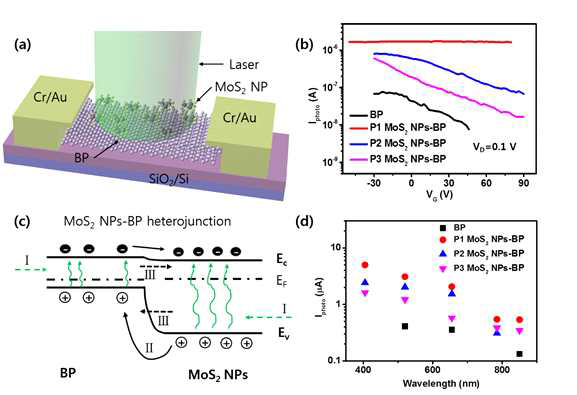 (a) MoS2 나노 입자/BP 박막 hybrid 광검출 소자의 모식도, (b) MoS2 나노 입자 밀도에 따른 광검출 소자의 광전류 특성 (520 nm), (c) MoS2 나노 입자/BP 박막 hybrid 구조로 인한 광전류 향상에 대한 개념도, (d) 다른 파장의 빛에 대한 광검출 소자의 광전류 분포 그래프