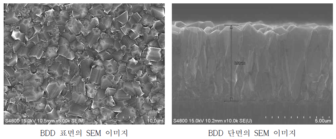 BDD의 표면 및 단면 SEM 이미지