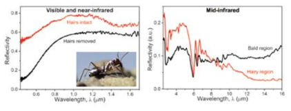 사하라 실버 개미의 광학 반사 및 복사 냉각. 털이 있을 때와 없을 때의 (좌) 가시광선~근적외선 및 (우)중적외선 영역에서의 사하라 실버 개미의 반사율 비교. [Science, (2015)]