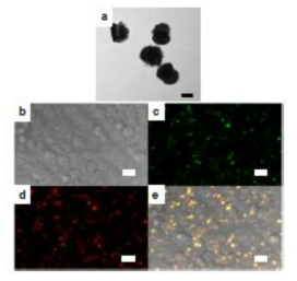 MIM dispersal and incubation into cells. a TEM images of the MIM structures after dispersal in water. The well defined metal and insulator layers in the image demonstrate that the structure is robust and maintains structural integrity through the lift off process. b-e Confocal laser scanning microscopy images of T24T bladder cancer cells incubated with MIM structures. b Brightfield image of cells, c Green and d red upconverion fluorescence collected upon 980 nm excitation show characteristic UCNP signal. e Overlay of green and red upconversion PL signals with brightfield. Scale bar: a 100 nm