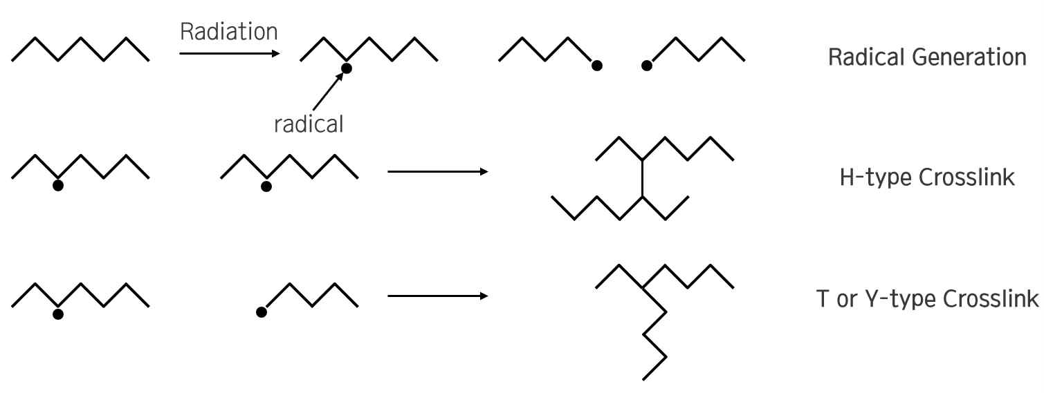 감마선 조사에 따른 라디칼 형성 및 가교 반응의 종류