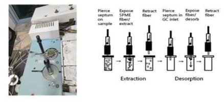 Manual로 SPME를 GC에 적용하는 절차 (modified from Ormsby (2006))