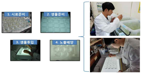 물벼룩 급성독성평가 과정