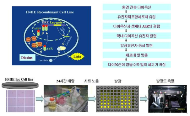 H4IIE cell line을 이용한 다이옥신류 물질 독성 실험방법