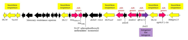 선행연구로 확인한 환경 내 항생제 내성균 plasmid의 유전체 구조 (노란색 부분: 이동성 유전자, 빨강 부분: 항생제 내성 유전자)