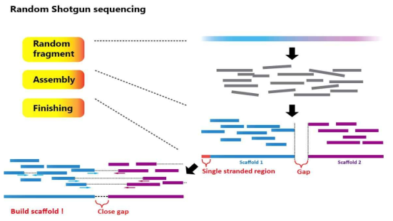 Random shotgun sequencing의 개요
