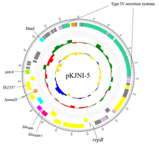 blaNDM-5를 가지는 plasmid 구조 분석