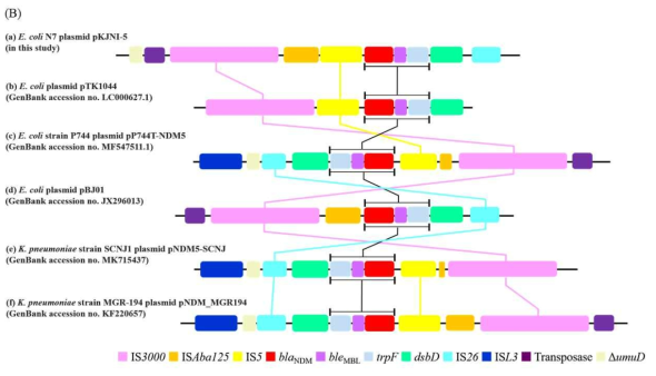 blaNDM-5 genetic structure의 비교 분석