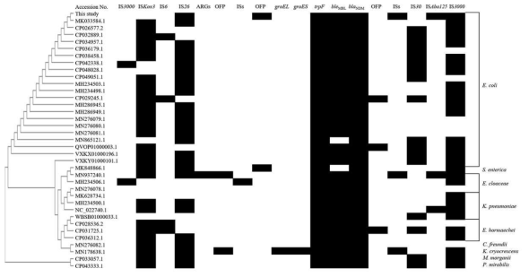 blaNDM-5 genetic structure의 비교 분석