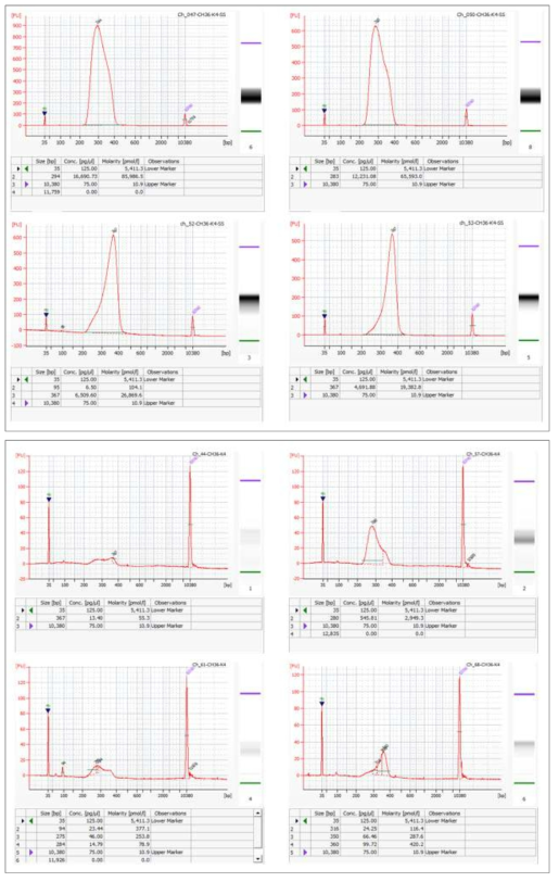 5차년 대표 결과에 대한 Bioanalyzer를 이용한 사이즈 분리된 라이브러리 QC 확인