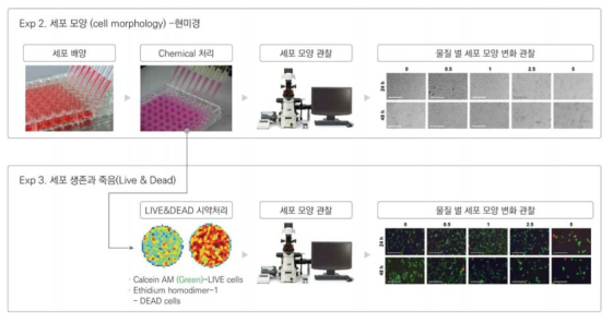 세포 모양 관찰 및 세포 생사 평가 원리 및 방법