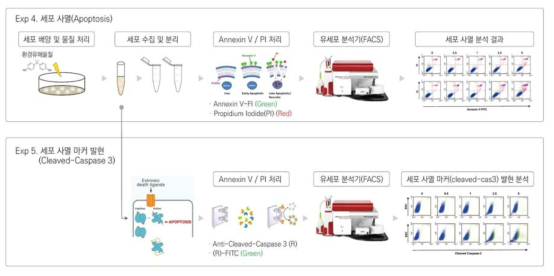세포 자살 및 마커 발현 원리 및 방법