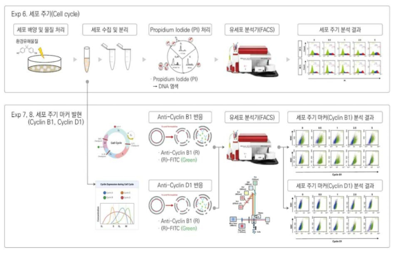 세포주기 및 마커 발현 원리 및 방법