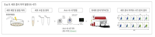세포증식 마커 발현 원리 및 방법