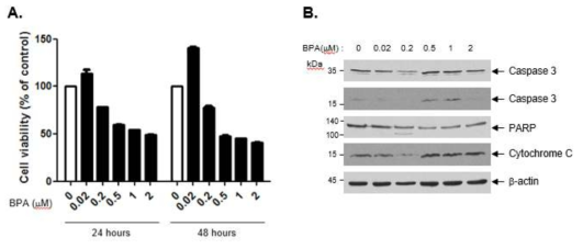 BPA 노출에 따른 세포생존율과 세포사멸 마커 발현 분석